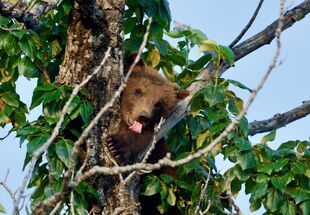 171's larger? spring cub July 8, 2019 photo by NWBearLove92