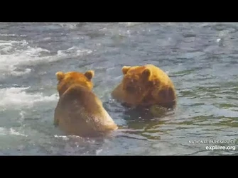 99_Waits_for_Brother_912's_Leftovers_-_July_18,_2024_(explore.org)