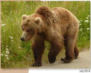 284 "Electra" July 2014 NPS photo from page 35 of the 2015 Bears of Brooks River book