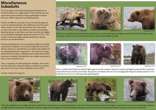 132 is also mentioned on the Miscellaneous Subadults page of the 2018 Bears of Brooks River book page 30