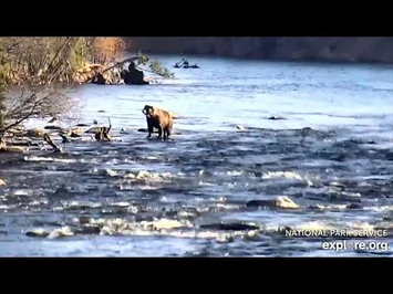 3_Nov_2020-_811_Hunts_Up_Her_Cub