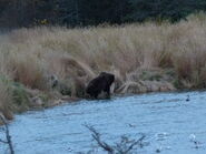 615 with her two very fat spring cubs October 6, 2015 NPS photo