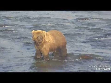 811_and_coy_scavenging_the_riffles_11.02.20-2