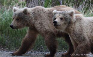 708 Amelia's two 2.5 year-old cubs June 2017 photo by Kara Stenberg via Brooks Lodge's June 16, 2017 Facebook post.