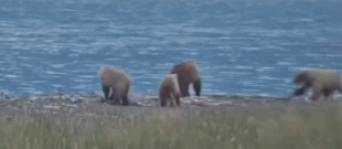 128 Grazer grazering 482 Brett and her two 3.5 year-old cubs July 7, 2024 gif created by Liv_Owl&Osprey (p 23:33)