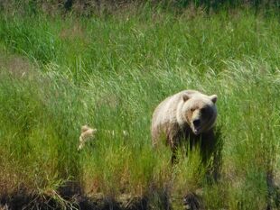 171 and 1 of 2 yearlings July 23, 2017 photo by Scammin