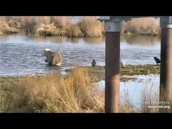 435_Holly's_super_cub_still_limping_10.21.20
