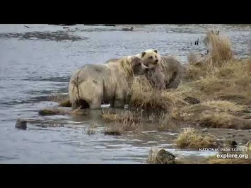 435_Holly_and_her_super_cub_scavenging_the_river_10.22.20