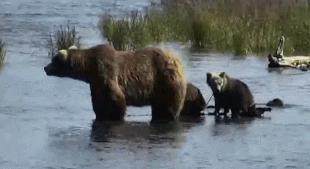 482 Brett with 2 spring cubs July 18, 2021 gif created by Blair-55