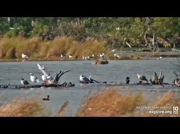 2022_09_09_Explore.org_RW_435_Holly..._good_to_see_her