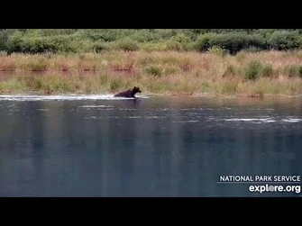 24_Aug_2023-_217_Arrives_on_the_Lower_River_(explore.org)