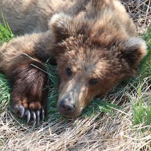 854 Divot's 2.5 year old female cub May 26, 2022 photo by Kara Stenberg from Kara Stenberg's May 29, 2022 Facebook post