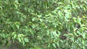 Alaska_2011,_video_by_Rubeena_Bokhari