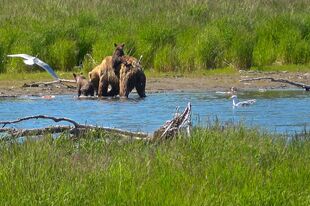 171 with her 2 spring cubs, 1 of which is riding on her back on June 27, 2019 at 15:54 photograph by Truman Everts