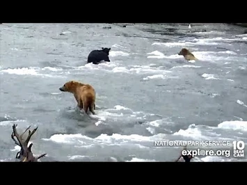 18_Jul_2022-_133_and_344_Arrive_(explore.org)