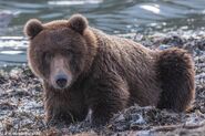 1 of 813 Nostril Bear's two 2.5 year old cubs September 15, 2020 photo by ©Theresa Bielawski