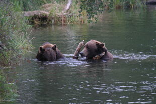 879 and 469 "Digger" / "Patches" having a play fight on September 3, 2010 NPS photo