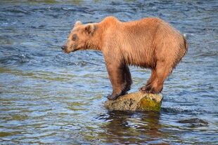 901 June 24, 2022 NPS photo by C Rohdenberg KNP&P Flickr 