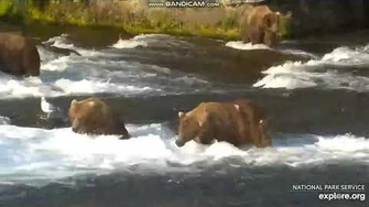 Brooks_Falls_PBP_Backpack_and_Wayne_brother_kerfuffle_7_2_2019,_video_by_Lani_H