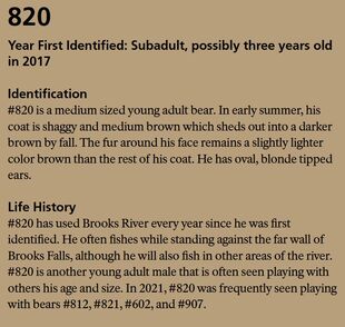 820's page in the 2022 Bears of Brooks River book page 84 (info only)