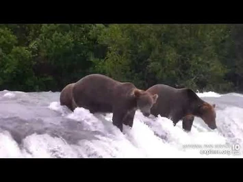 99_and_912_(unsure_of_middle_bear)_Brooks_Falls_Low_cam_Explore.org_7-19-2022-2