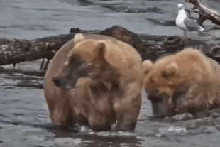 128 Grazer and one of her two 2.5 year old cubs July 13, 2022 gif by LunaCre