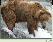 234 Evander July 2010 NPS photo from the 2012 Brown Bears of Brooks Camp iBook