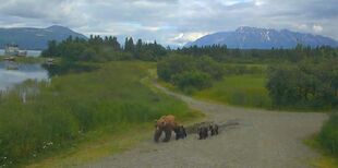 94 with her 3 spring cubs July 2018 by Cruiser