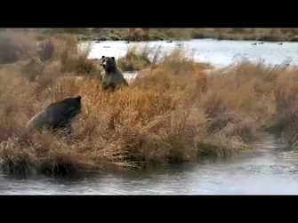 9_Oct_2021-_94's_Girl_Startled_by_402_(explore.org)