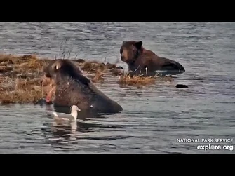 26_Sep_2023-_212_and_83_Belly_Up_to_Picnic_Island_(explore.org)