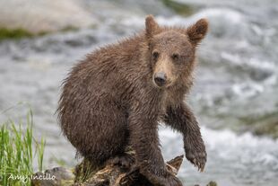 806's spring cub July 15, 2023 photograph by Amy (NWBEARLOVE92) (p 09/04/2023 10:58)