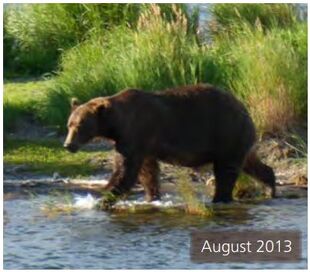 879 August 2013 NPS photo 2014 Bears of Brooks River book page 30