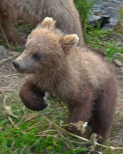 128 Grazer's smallest spring cub between July 16, 2016 - July 21, 2016 photograph by Truman Everts