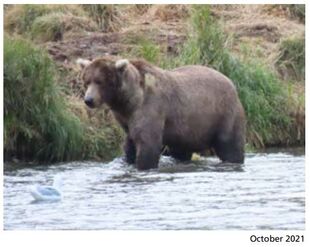 274 Overflow October 2021 NPS photo 2022 Bears of Brooks River book, page 70