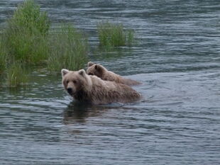 482 Brett with her 2.5 year-old offspring July 8, 2012 NPS photo KNP&P Flickr