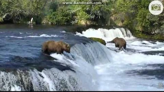 505_catches_a_salmon_lip_fishing_7_5_2017,_video_by_Ratna_Narayan
