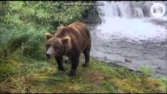 856_Follows_402,_Full_Version,_July_2016,_video_by_Melissa_Freels.