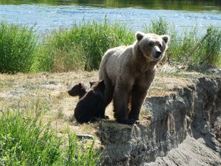 171 and 2 spring cubs June 27, 2019 photo by NSBoak (aka Ranger Naomi Boak)