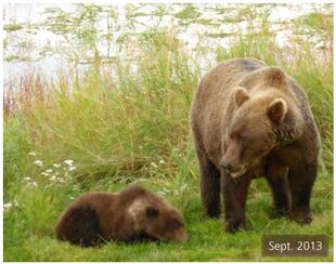 402 September 2013 with spring cub NPS photo 2014 Bears of Brooks River book page 35