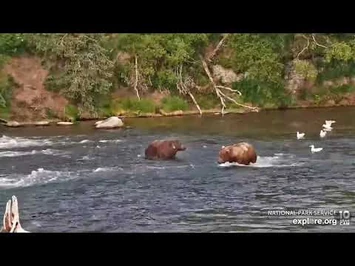 6-24-2022_BF_(Part_1)_856_&_747_"Testing_Boundaries"_establishing_hierarchy_Explore.org-2