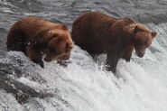 854 Divot (left) and 356 (right) July 31, 2022 photo by Lori Hocking (aka Lovethebears1)