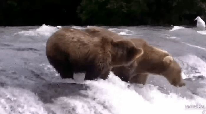 909 GIF 2022.08.10 YEARLING SUCCESSFUL CATCH ON LIP A LISA p 10.27