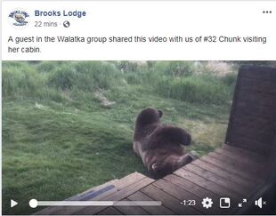 Brooks Lodge's June 3, 2019 13:10 Facebook post courtesy of "a guest in the Walatka group shared this video with us of #32 Chunk visiting her cabin". The video was captured on June 2, 2019 at approximately 23:30 AKDT.