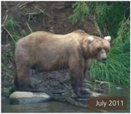 92 Enigma July 2011 NPS photo 2014 Bears of Brooks River book page 18 ~ See July 2012 same photo in 2015 Bears of Brooks River book different year noted