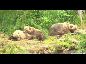 Bear_132_&_Cubs_2022_Explore_Org_1