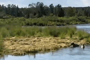 Chaser bear takes a tumble July 14, 2020 gif created by Scooch