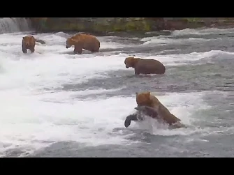 13_Jul_2024-_27_dives_as_151_Walker_bites_856_in_back_pool_(explore.org)