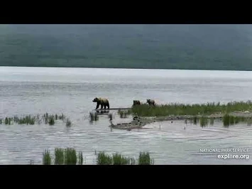 284_Electra_and_her_yearlings_down_the_spit_Explore.org_07.03.21