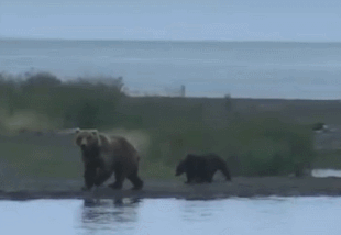 284 and her 2 spring cubs July 6, 2020 gif by KajaTully