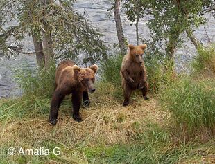 504 and 1 of 2 yearling July 2016 photo by Amalia G (aka Mocha)